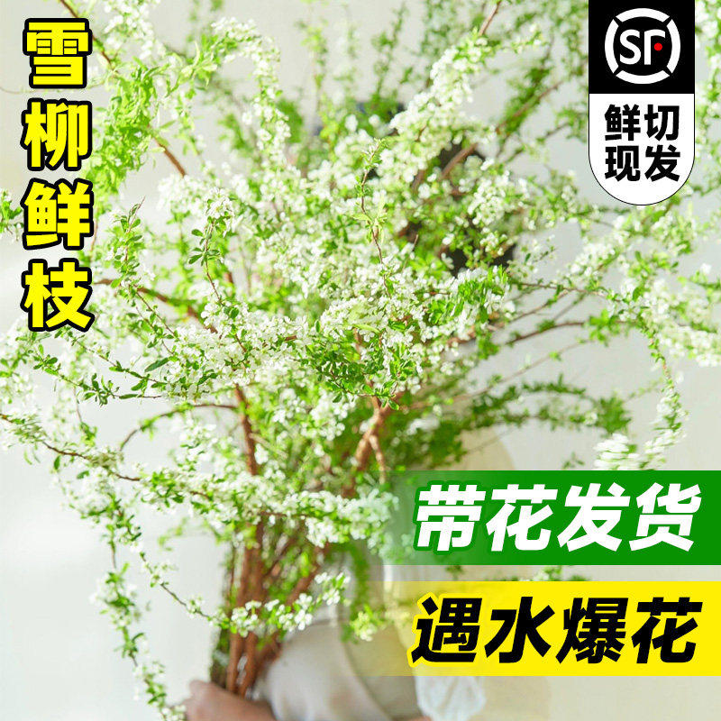 花期苞植物鲜切超长带雪柳