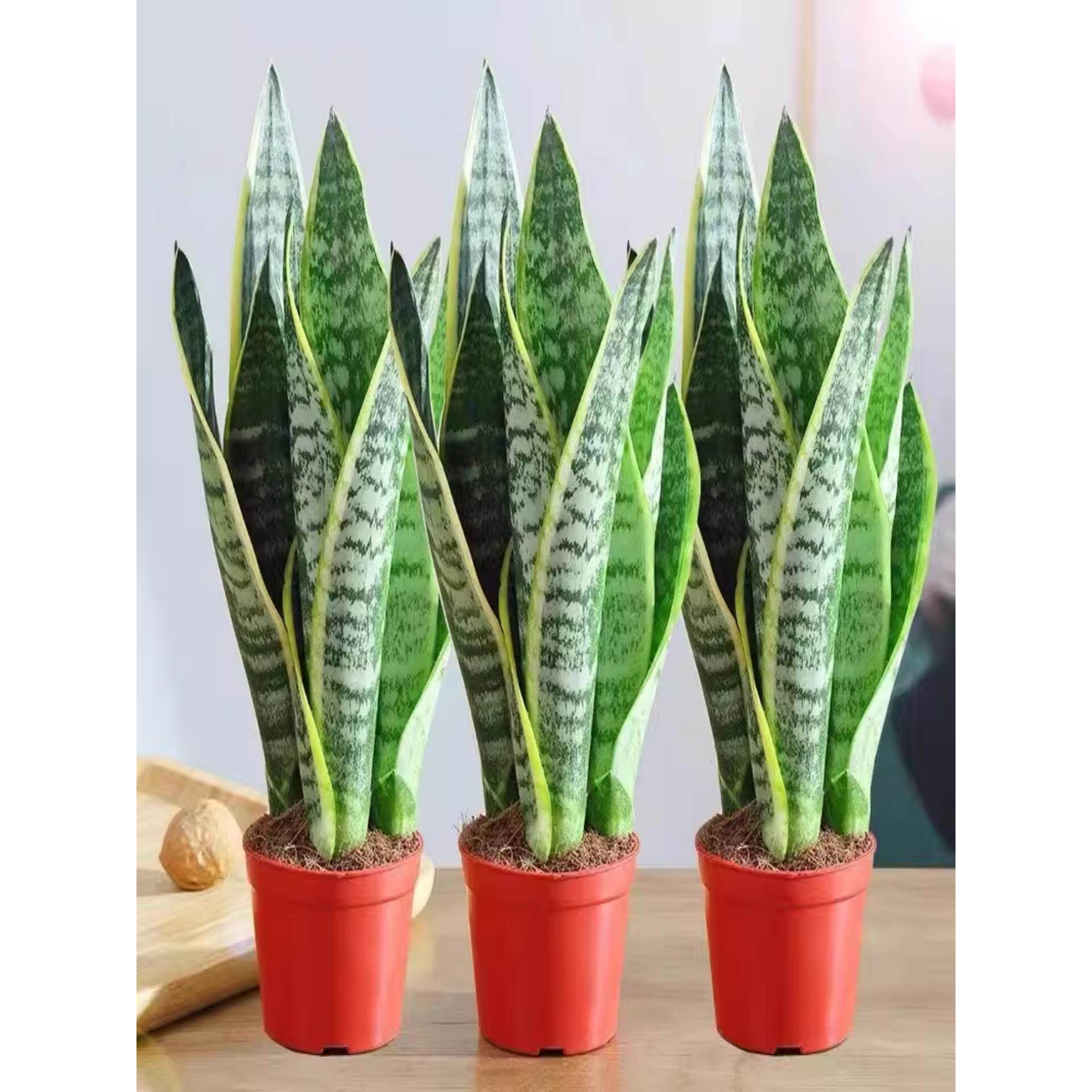 室内客厅盆景植物金边水培花卉虎皮大大型多肉甲醛兰绿植盆栽颗