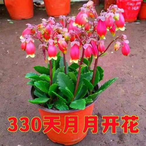 花长寿重瓣灯笼阳台苞大带