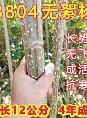 速生3804无絮绿化杨中华苗