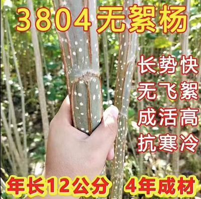 速生3804无絮绿化杨中华苗