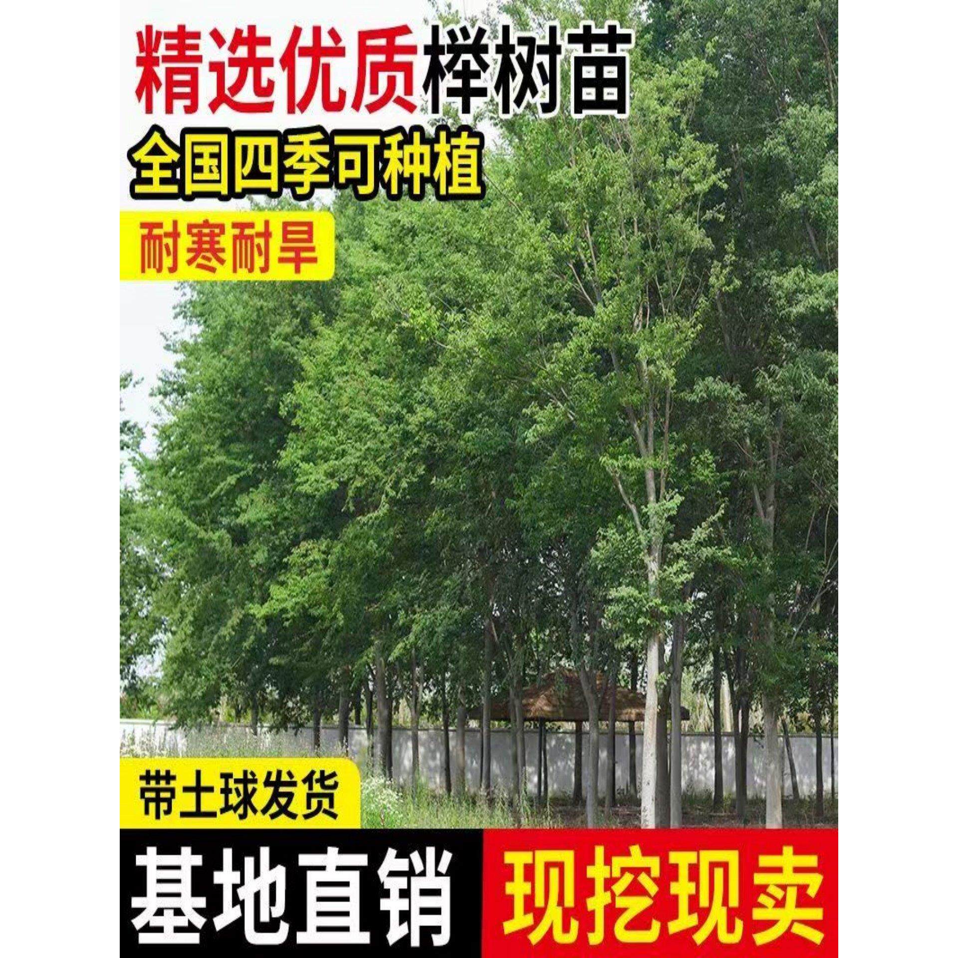 血风景树榉树丛生小苗榉树庭院苗苗苗苗红绿化榉树苗木红榉榉树