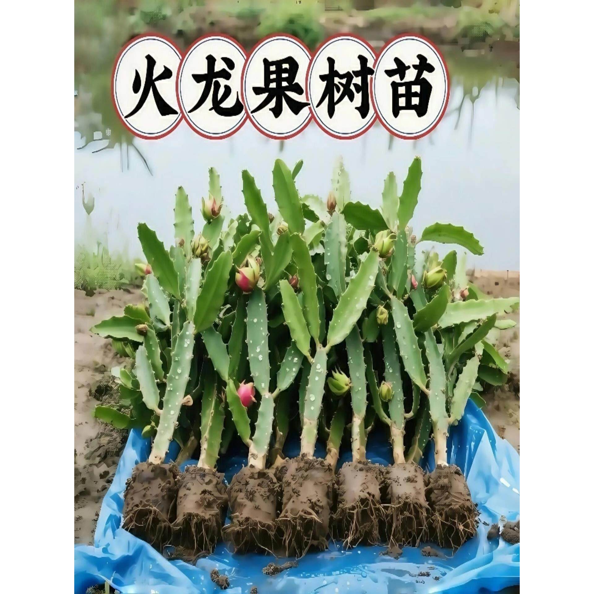 庭院种植四季盆栽嫁接水果当年南北方阳台果苗树苗火龙果红心结果