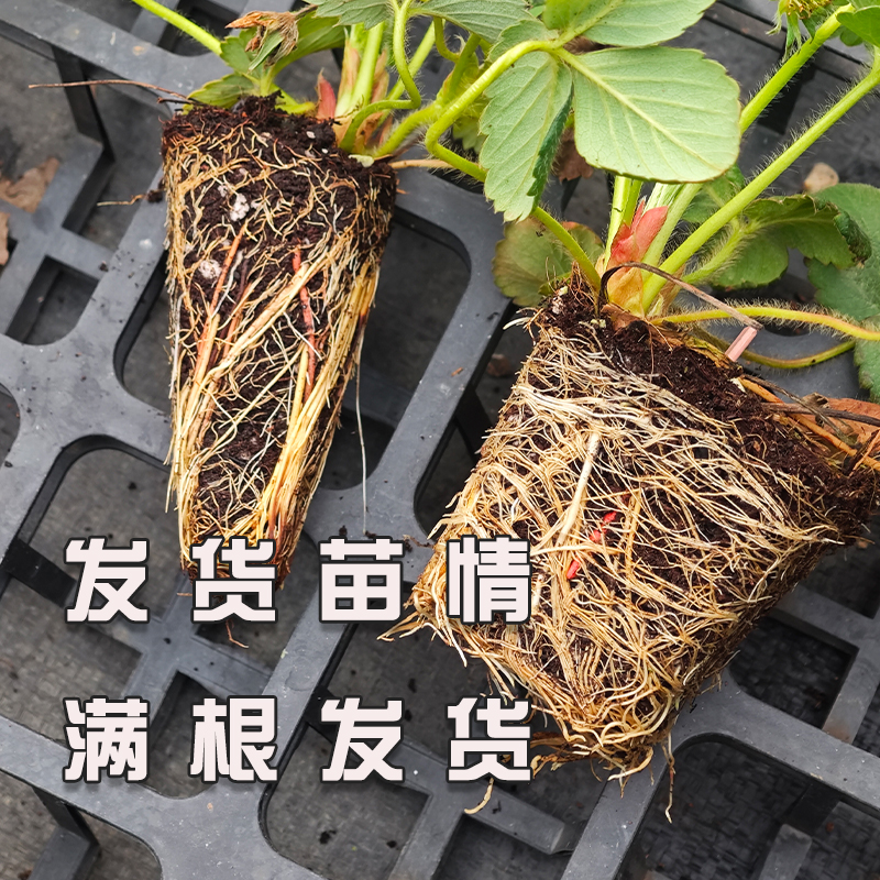 阳台基质种植四季草莓苗奶油白草莓红颜带土天使大苗盆栽好养淡雪