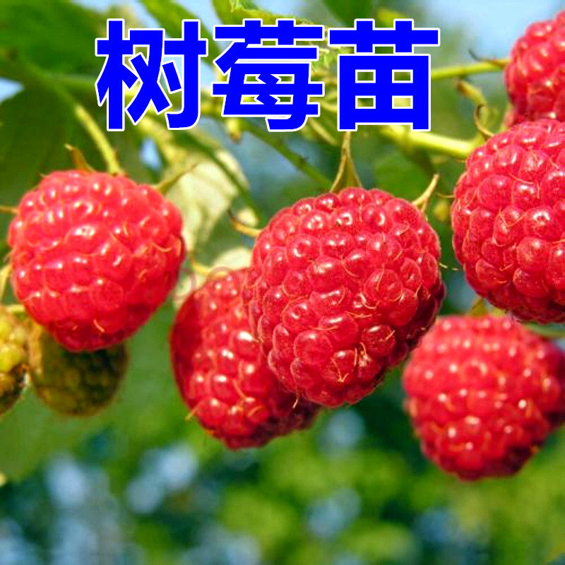 红黑树莓树苗南北方种植四季覆盆子苗盆栽地栽庭院果树苗当年结果