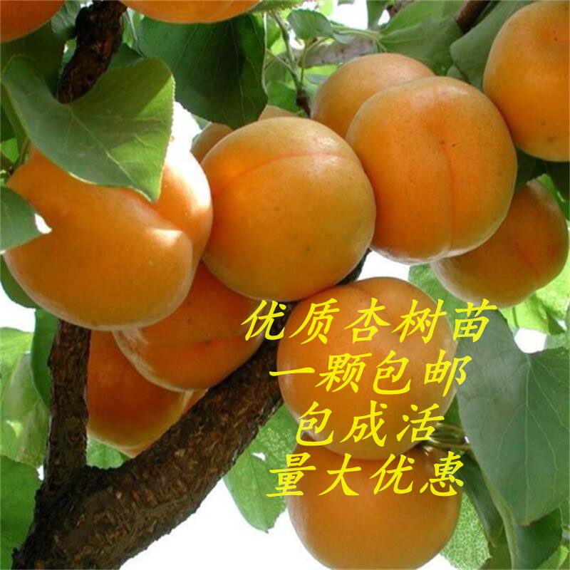 嫁接杏树苗新品种特大巨蜜王杏子苗果树苗当年结果南方北方种植