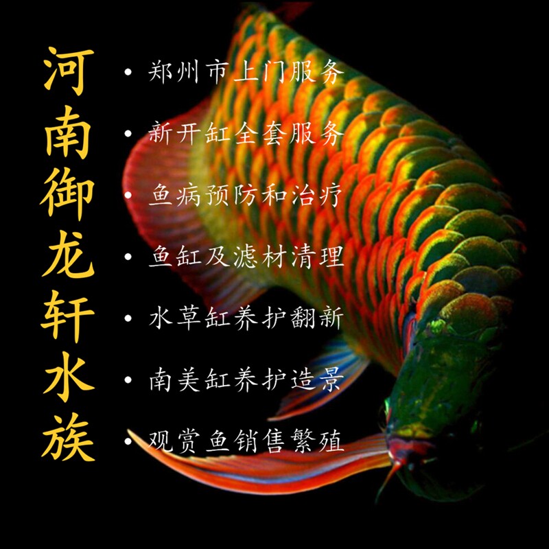 郑州市水族箱开缸 鱼缸清理维护 消毒杀菌 观赏鱼病治疗上门服务
