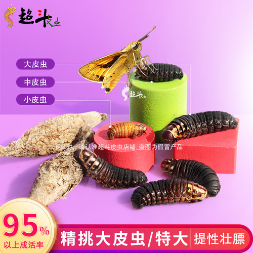山东皮虫大炮虫大皮虫包浆高蛋白画眉提性活体鸟食宠物活体食虫