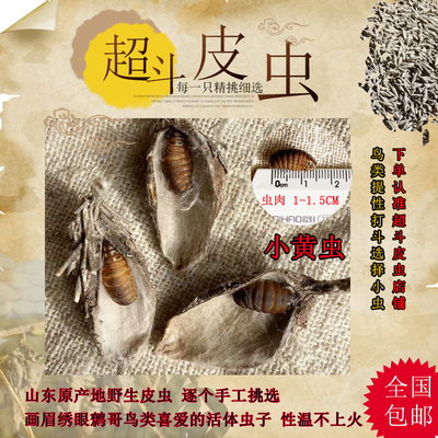 小黑虫小公虫活体鸟食画眉鸟食