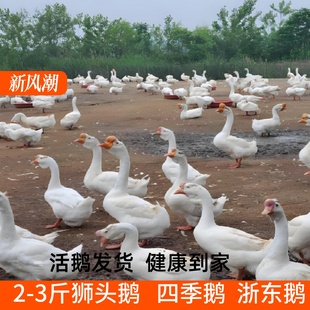二斤脱温鹅三花特大种白鹅产蛋鹅四季鹅浙东五龙鹅3斤狮头鹅苗