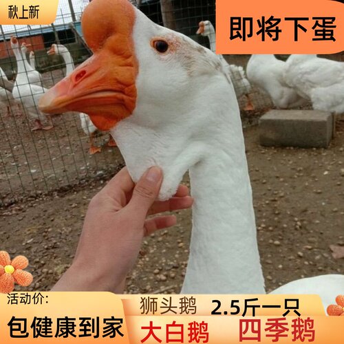 二斤狮头鹅四季鹅三花鹅活3斤浙东产蛋鹅柯尔鸭五龙鹅活狮头鹅