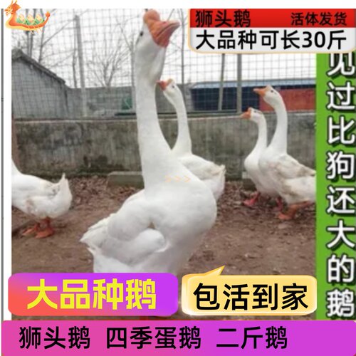 二斤狮头鹅四季鹅三花鹅3斤浙东产蛋鹅五龙鹅活狮头鹅宠物鸭活鹅