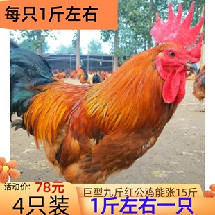 二斤九斤红公鸡大红公鸡小公鸡母鸡下蛋鸡一斤鸡苗大种土母鸡包活