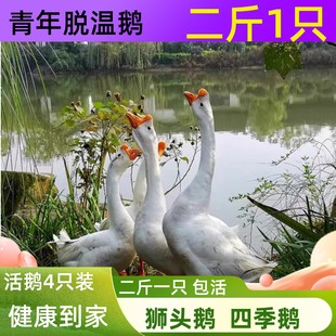 特大活体二斤大白鹅三花鹅产蛋鹅五龙鹅2斤四季鹅皖西白鹅浙东鹅
