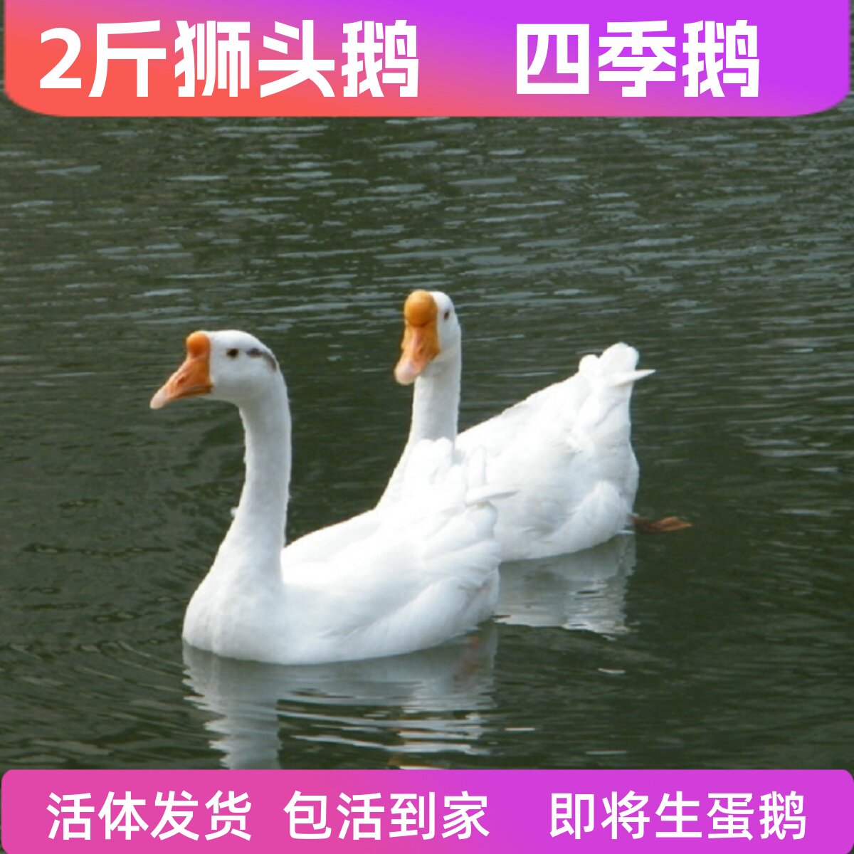 2斤活鹅二斤狮头鹅活体三花鹅大白鹅活体鹅宠物鸭五龙鹅蛋鹅活