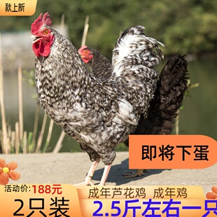 2个月成年芦花鸡活体下蛋鸡汶上芦花鸡公鸡花鸡活体公鸡鸡苗生蛋