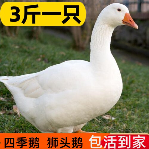 活鹅2斤大白鹅三花鹅产蛋鹅五龙鹅四季鹅二斤白鹅浙东鹅凤头鸭鹅