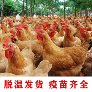 正宗产蛋王鸡苏北土鸡活苗半斤脱温小鸡半大鸡家养散养二斤蛋鸡