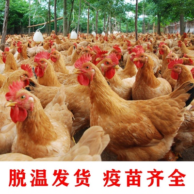 正宗产蛋王鸡苏北土鸡活苗半斤脱温小鸡半大鸡家养散养二斤蛋鸡