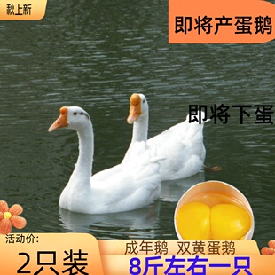 成年鹅活体狮头鹅三花鹅大白鹅活体鹅苗六斤成年百子鹅皖西蛋鹅活