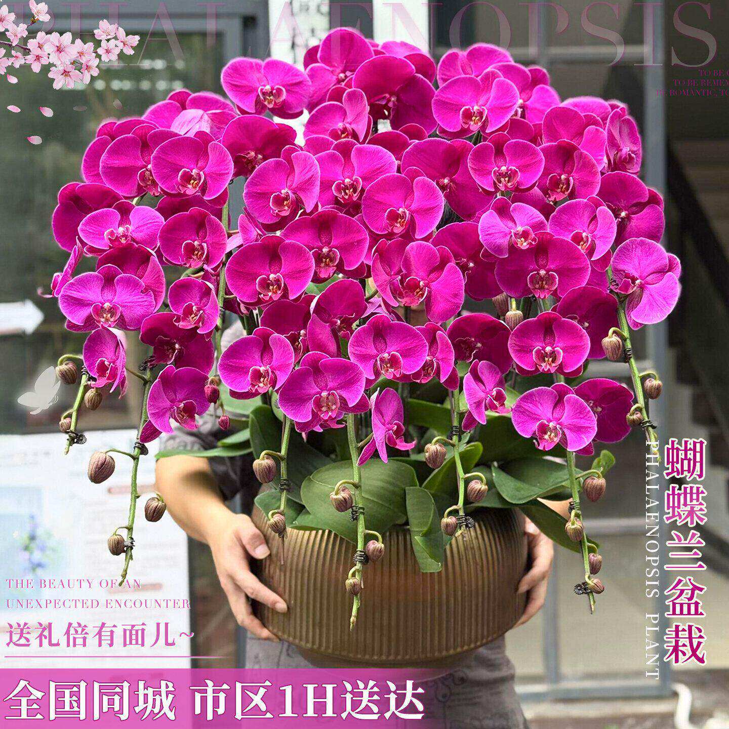 蝴蝶兰盆栽成品鲜花速递同城乔迁开业上海北京广州深圳花店配送
