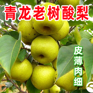 秦皇岛青龙酸梨老树老品种老味道农家山坡地种植酸酸甜甜河北特产