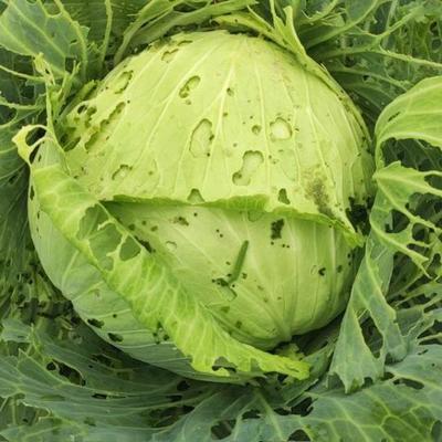 莲花白新鲜包心菜卷心菜绿甘蓝白菜四川重庆农家绿色时令蔬菜5斤