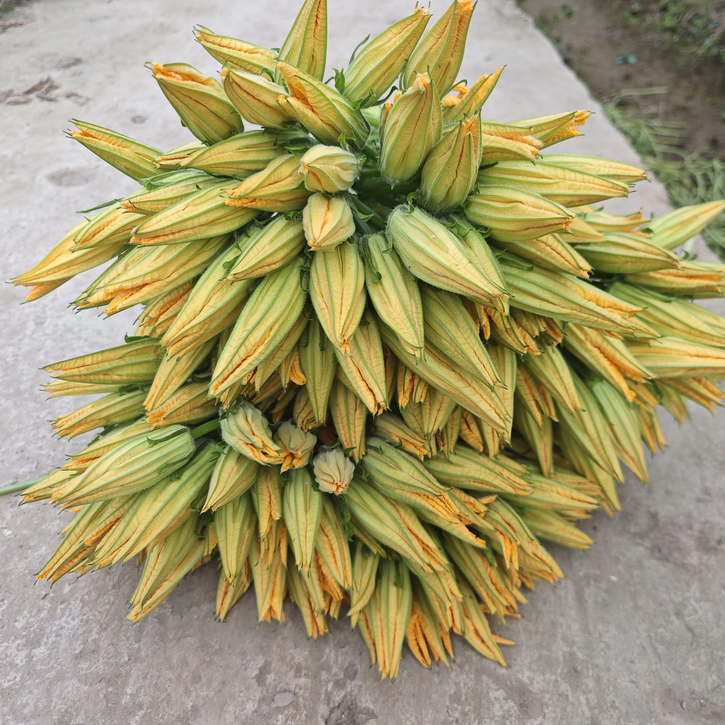 新鲜南瓜花鲜嫩多汁重庆现摘番瓜花食用倭瓜花露天种植农家应季菜