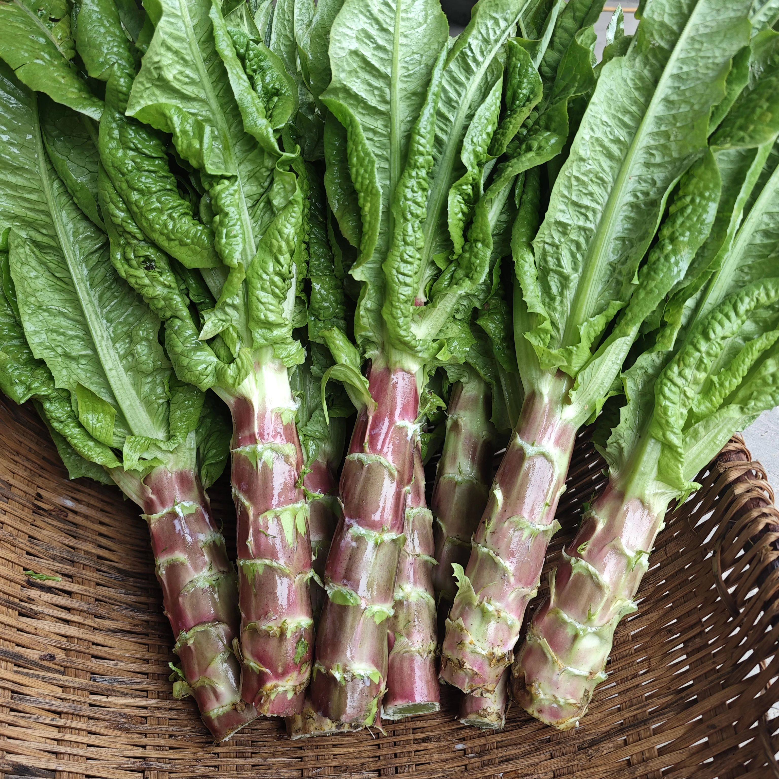 农家自种新鲜红皮莴笋干莴笋苣叶莴笋尖时令蔬菜四川重庆露天种植