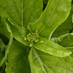 重庆白菜苔新鲜菜心时令青菜苔农家霜冻白菜心当季蔬菜叶菜青菜心