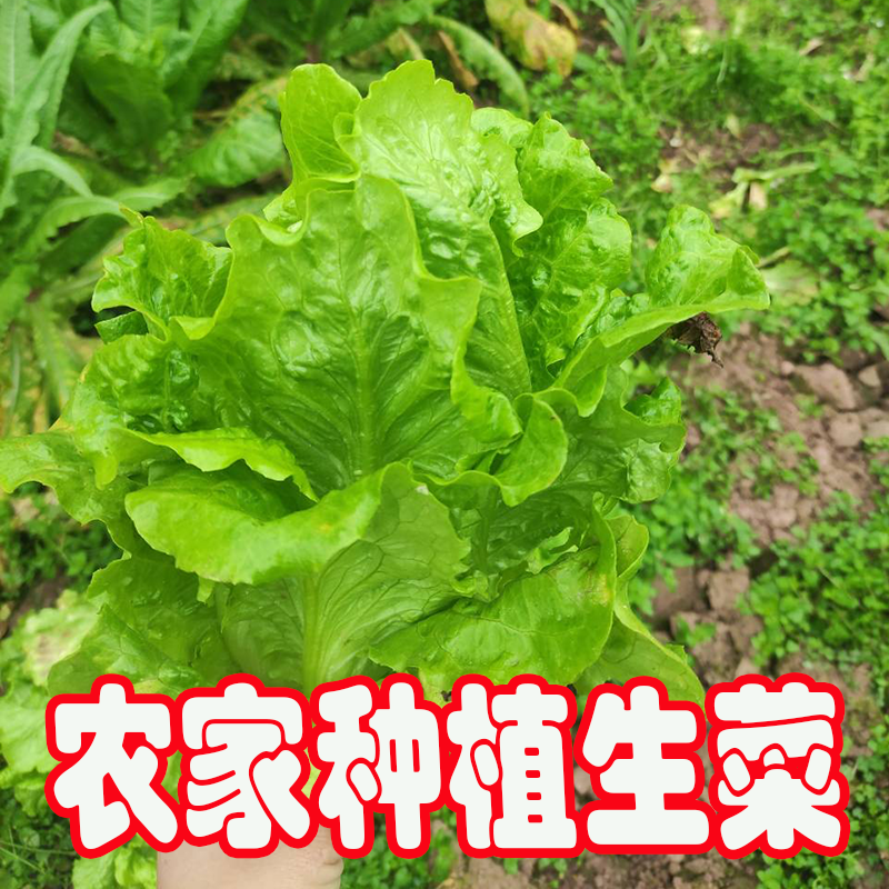 农家露天新鲜生菜蔬菜沙拉生吃青菜烤肉火锅配菜西餐食材奶油生菜,水产肉类/新鲜蔬果/熟食,叶菜类,淘宝优惠券,粉丝福利购,淘宝优惠卷
