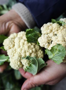 新鲜菜花老品种椰菜西蓝白菜花青梗散花当季农家现砍蔬菜火锅配菜