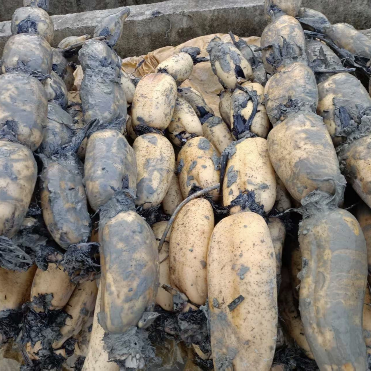 莲藕新鲜2025现挖嫩藕脆藕野生莲藕清炒应季农家蔬菜凉拌脆嫩多汁