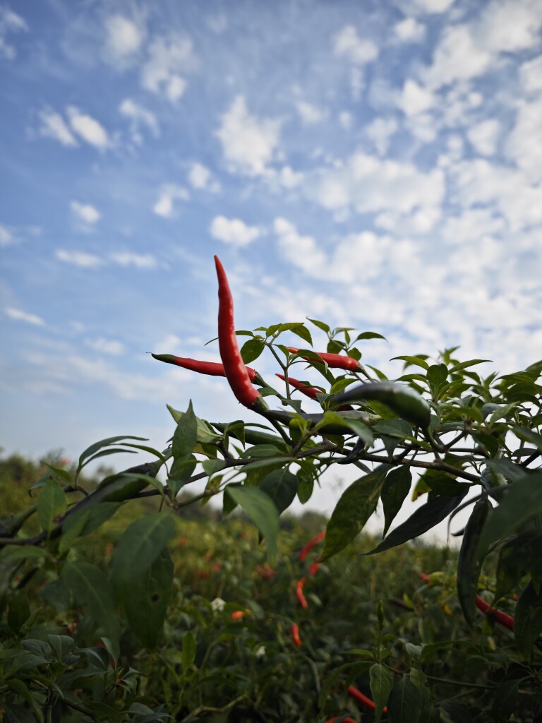 重庆四川农家现摘自种新鲜小米辣椒朝天中辣指天辣椒剁红尖椒蔬菜