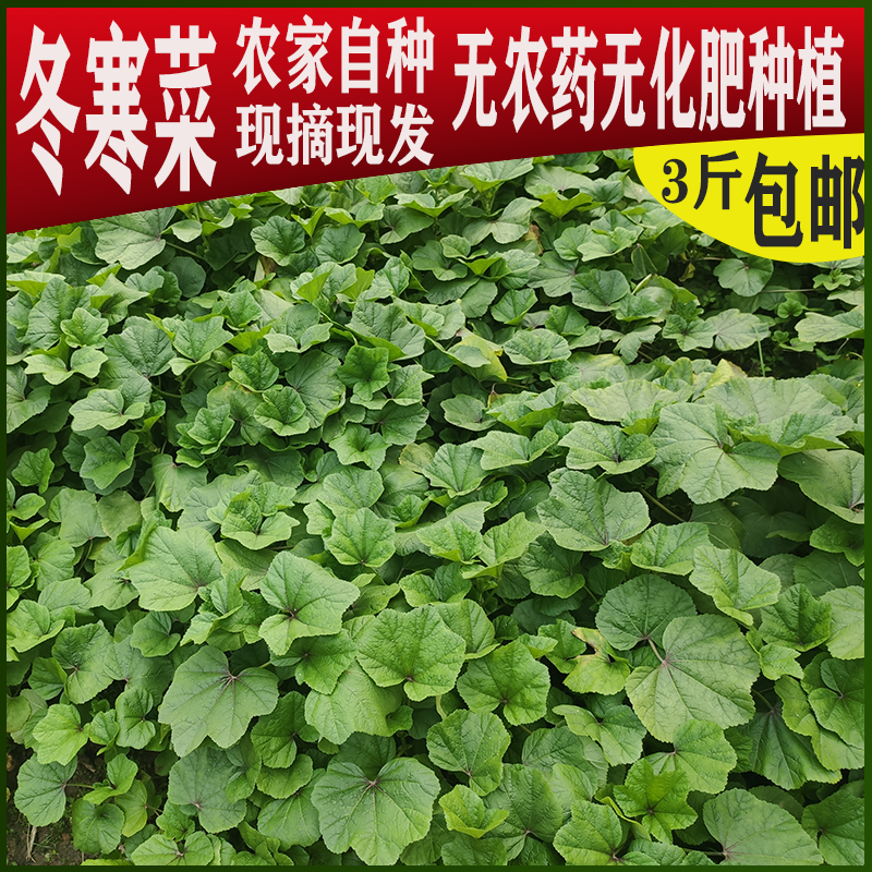 农家自种新鲜蔬菜现摘现发