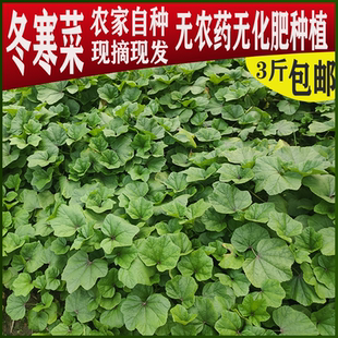 重庆新鲜冬寒菜葵菜冬葵滑滑菜滑肠菜皱叶锦葵冬汉菜马蹄菜冬苋菜