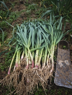 重庆四川农家露天新鲜大蒜紫皮小青蒜苗四叶蒜苗当季青菜时令蔬菜