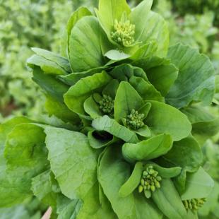 新鲜霜冻白菜苔白菜心菜尖重庆农家自种露天当季时令现摘蔬菜包邮