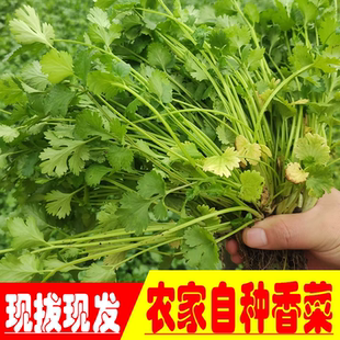 农家香菜小叶香菜闫旭盐须种植味浓蔬菜凉菜拌菜做汤菜小菜蘸酱菜