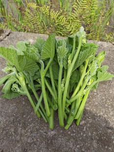 重庆四川当季 农家蔬菜新鲜南瓜嫩尖藤苗洋丝瓜尖龙须菜脆瓜尖现摘