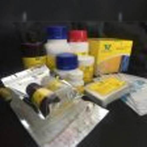 PEratanti-mouseCD8(WESTGENE)