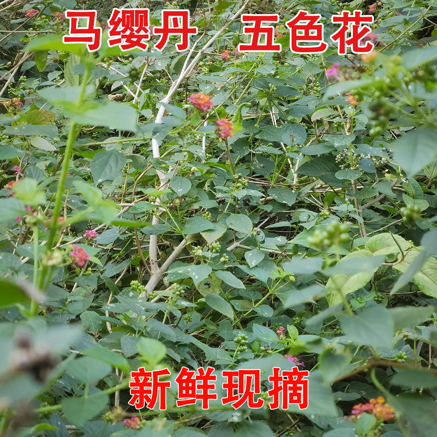 广西野生当季新鲜五色花