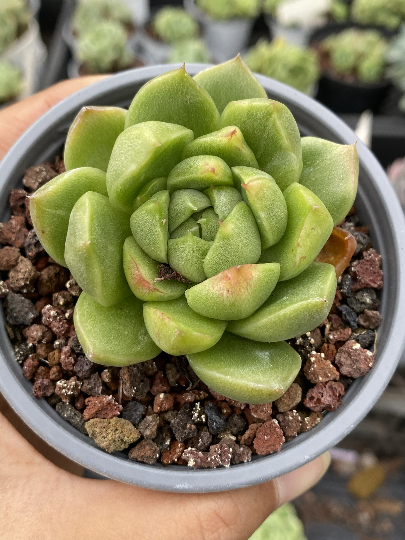 多肉植物 麦秆石化带点锦大圆脸 一物一拍25元 满38元包邮