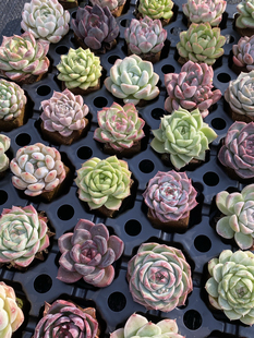 无土多肉植物彩色组合无土海绵20颗一组新手套餐随机发货小萌物