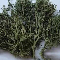 500g海鸡爪菜干刺松藻青虫子刺海松软软菜鼠尾巴