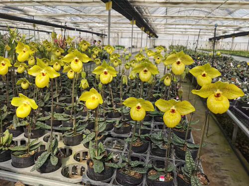 绿缘 兰花[春晓兜兰]-麻栗坡X杏黄(malipoense x armeniacum)