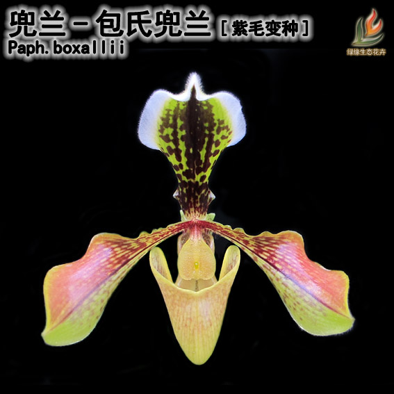 绿缘兰花 实生苗原生种-包氏兜兰[紫毛变种]（Paph.boxallii）