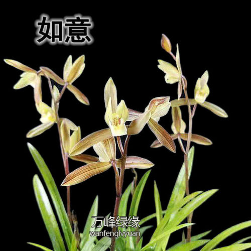 桌面盆栽咖啡色兰花浓香