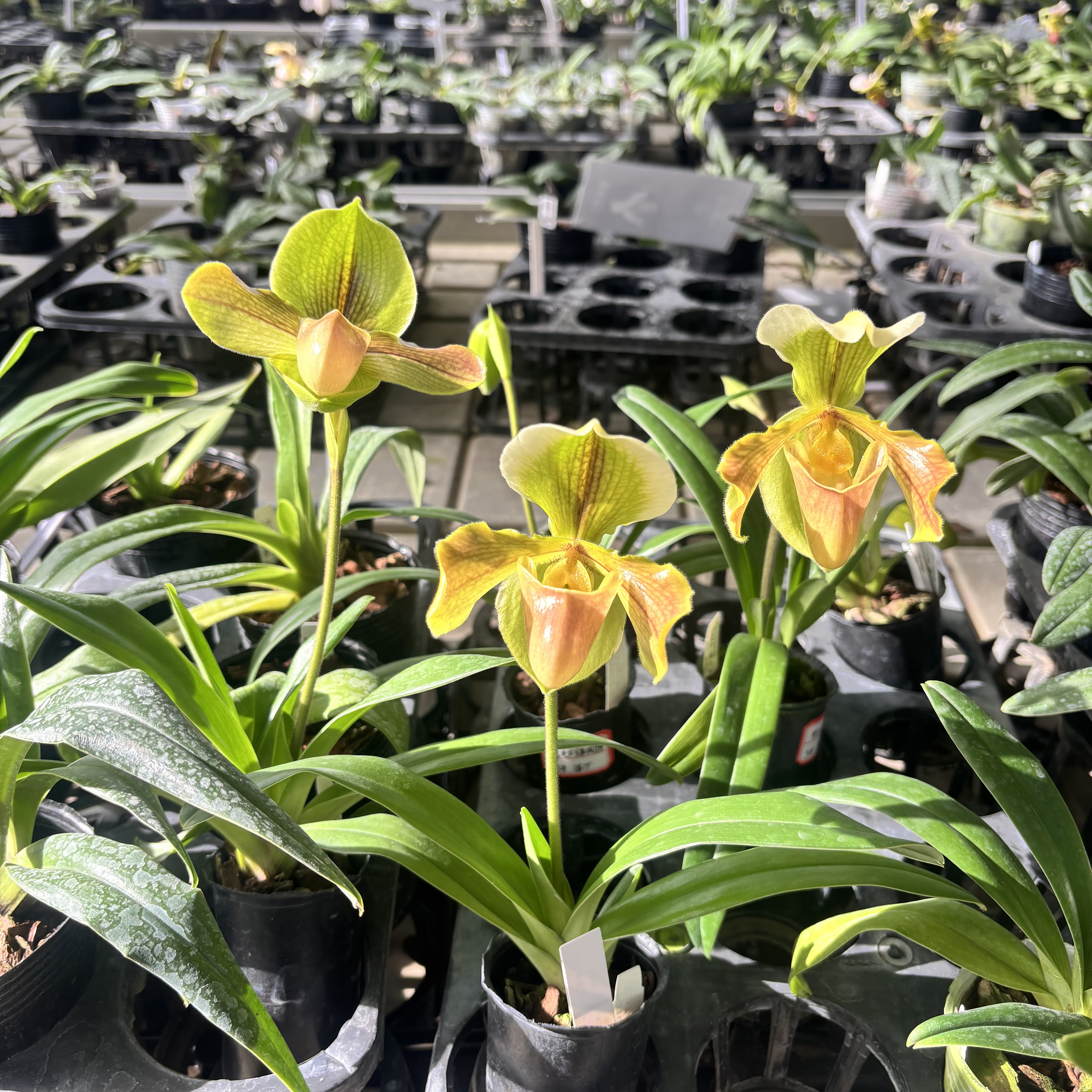 万峰绿缘【包氏X绿肉饼】好看稀有室内花卉好养