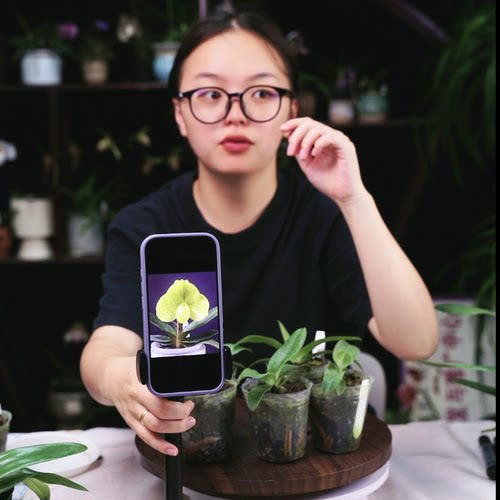 文山X绿肉饼（根系非常好）长得快